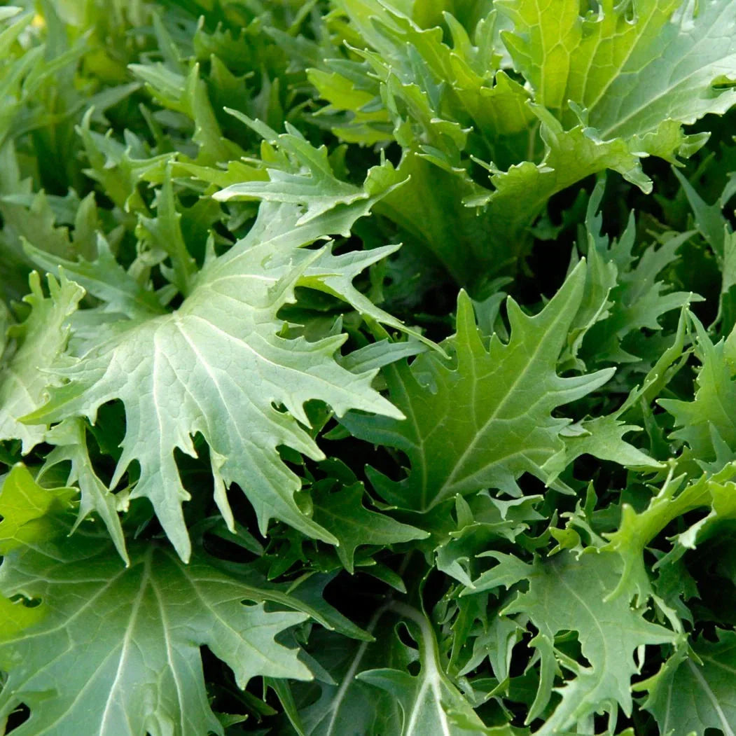 Mizuna Mustard Greens Seeds - Japanese Salad Variety - Brassica rapa var. nipposinica - 100 Seeds for 2025 Planting
