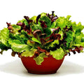 Gourmet Salad Mix Seeds - Organic Leaf Lettuce Blend for Container Gardening - Non-GMO, Easy to Grow - Lactuca sativa Seed Packet