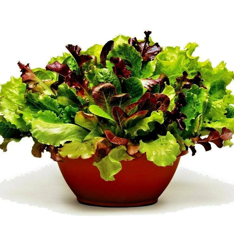 Gourmet Salad Mix Seeds - Organic Leaf Lettuce Blend for Container Gardening - Non-GMO, Easy to Grow - Lactuca sativa Seed Packet