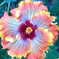 Orange Red Hibiscus Seeds 20 Pack | Perennial Flower Seeds Hibiscus rosa-sinensis for Garden, Container, Border
