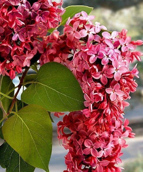 Crimson Lilac Seeds - Syringa vulgaris Perennial Flower Seeds for Fragrant Blooms, Full Sun, Easy to Grow, 25 Pack