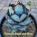 Agave Titanota 'Black and Blue' Succulent 5-Inch Starter Plant, Drought-Tolerant Indoor/Outdoor, Unique Color, Rosette Form