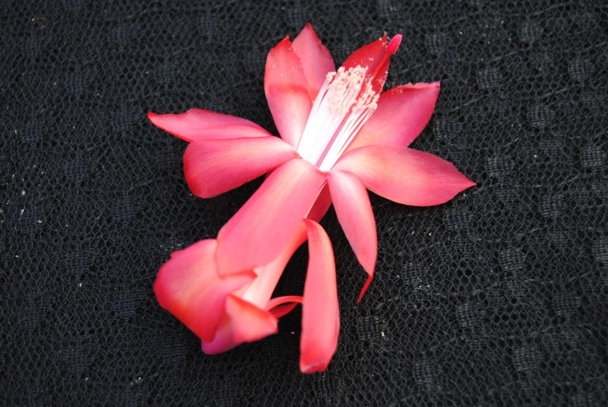 Christmas Cactus Starter Plant - Small Bolero Schlumbergera truncata - Healthy Rooted Holiday Indoor Plant