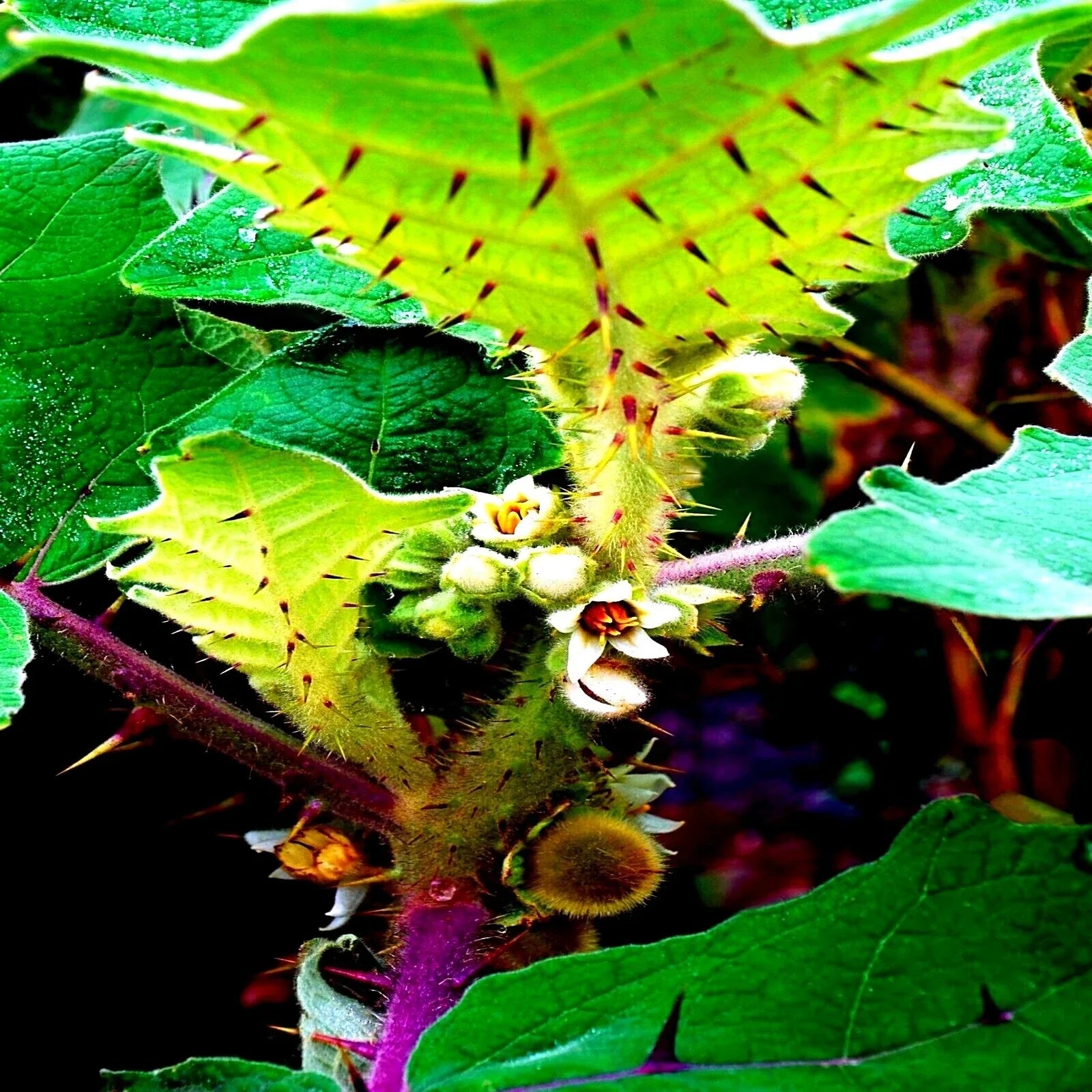 Naranjilla Orange Tree Seeds - Solanum quitoense - Tropical Fruit Plant Seeds for Garden, Patio, or Container Cultivation