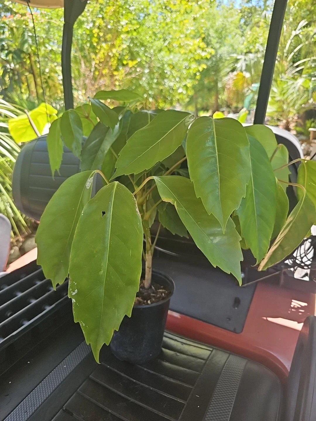 Large Umbrella Tree Plant - Schefflera Octopus Indoor Houseplant, 4FT Amate, Low Maintenance Tropical Foliage