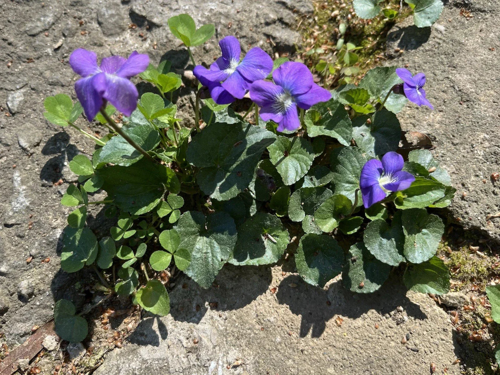 Wild Violet Plants - 50 Seeds, Viola sororia, Native Perennial Ground Cover for Pollinator Gardens & Shade Landscapes