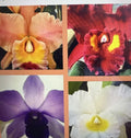 Cattleya Orchid Plant Bare Root 2 Stems Mix - Epiphytic Orchid for Indoor & Garden Decor