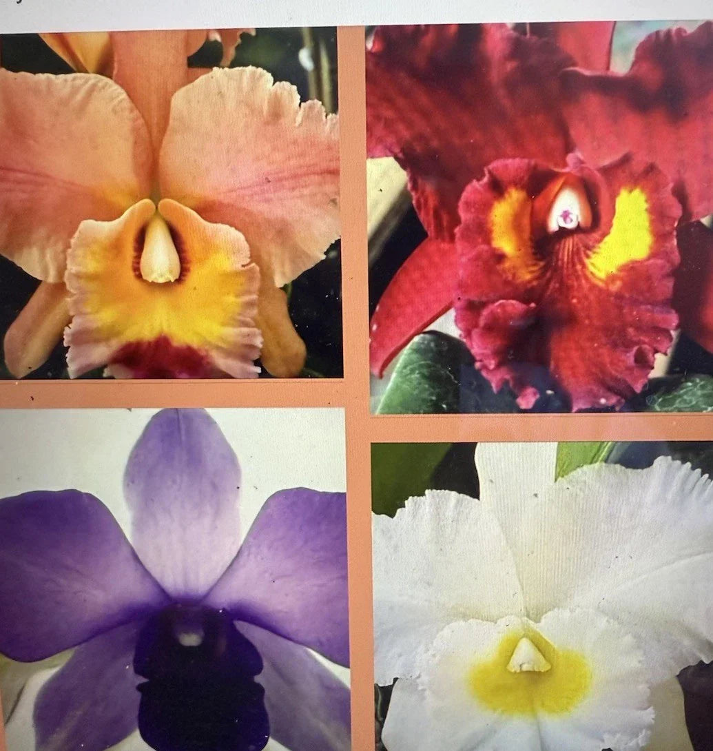 Cattleya Orchid Plant Bare Root 2 Stems Mix - Epiphytic Orchid for Indoor & Garden Decor
