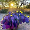 Purple Cactus Seeds - Opuntia Santa Rita Prickly Pear Fruit - Rare Hardy Desert Plant Seeds