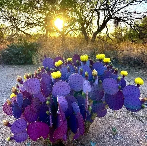 Purple Cactus Seeds - Opuntia Santa Rita Prickly Pear Fruit - Rare Hardy Desert Plant Seeds