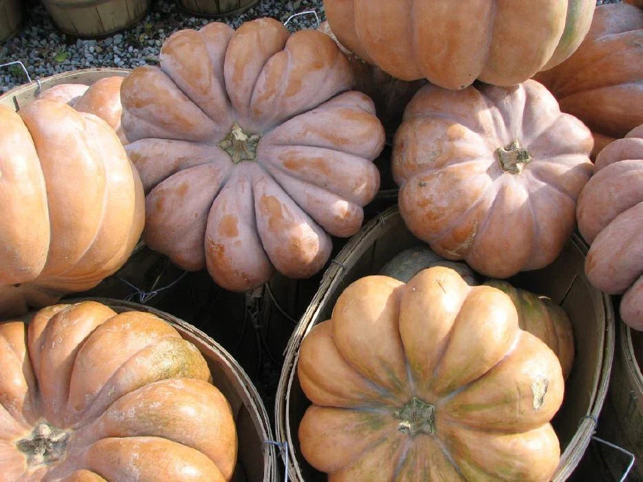 Pumpkin Seeds - Long Island Cheese Heirloom Variety - Cucurbita moschata - Organic, Non-GMO, Full Sun, Pack of Seeds
