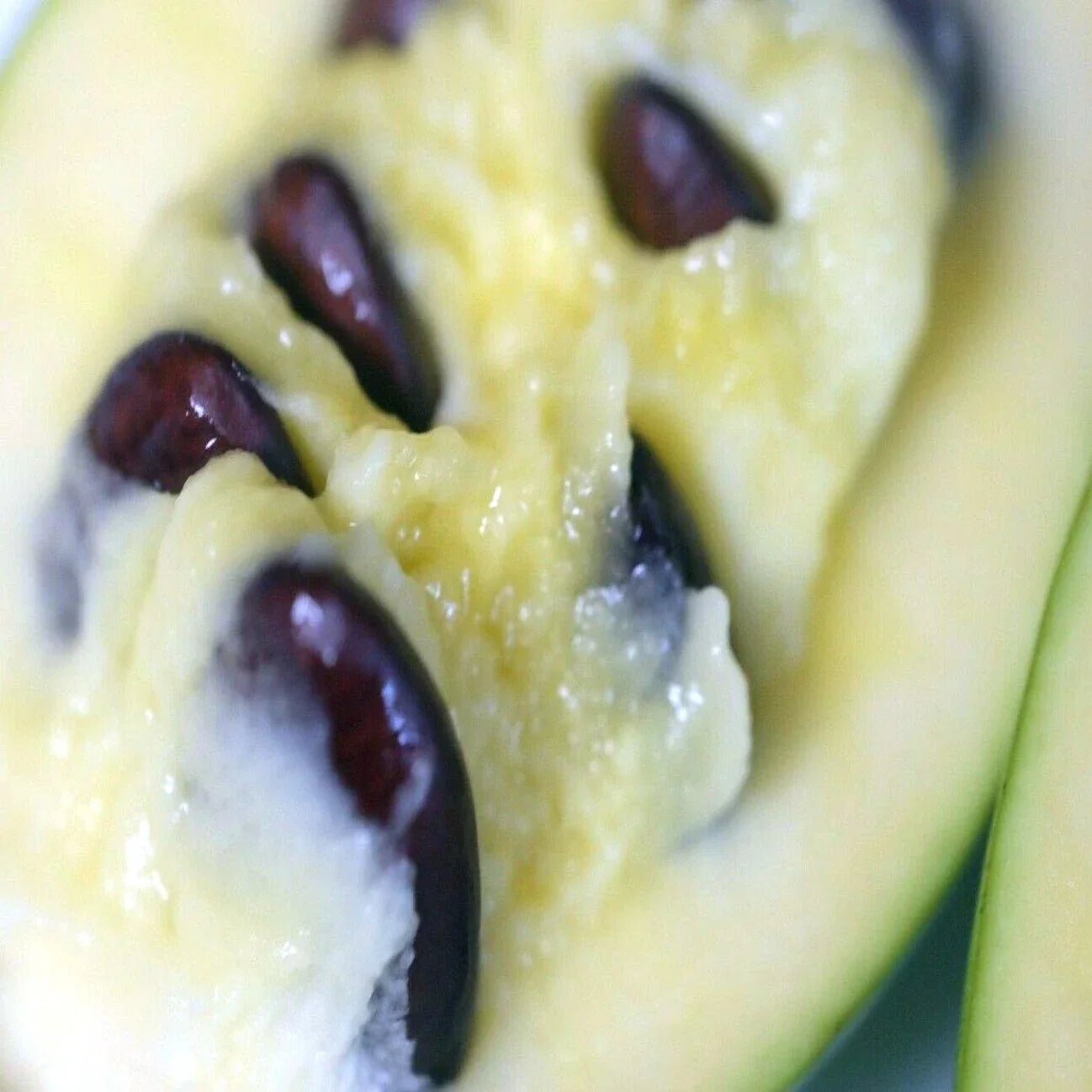 PawPaw Fruit Tree Seeds - Stratified Indian Banana Asimina Triloba Hardy Variety for Home Garden