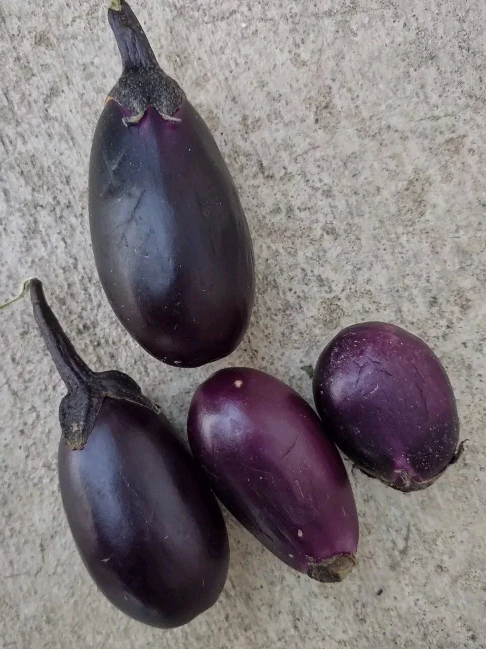 Black Beauty Dwarf Eggplant Seeds, Compact 2-3 ft, Heavy Yield, Easy to Grow, Solanum melongena, Container Gardening