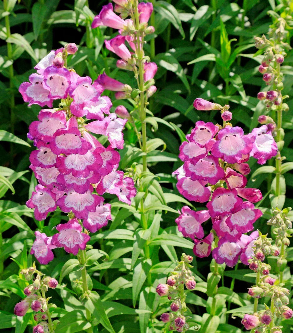 Pink Penstemon Seeds - 100 Count, Penstemon hartwegii, Beardtongue Flowers, Drought-Tolerant Perennial for Borders & Rock Gardens