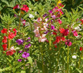 Balsam Seeds Mix - Dwarf Impatiens Tom Thumb - Non-GMO 200 Seeds for Shade & Part-Shade Gardens & Containers