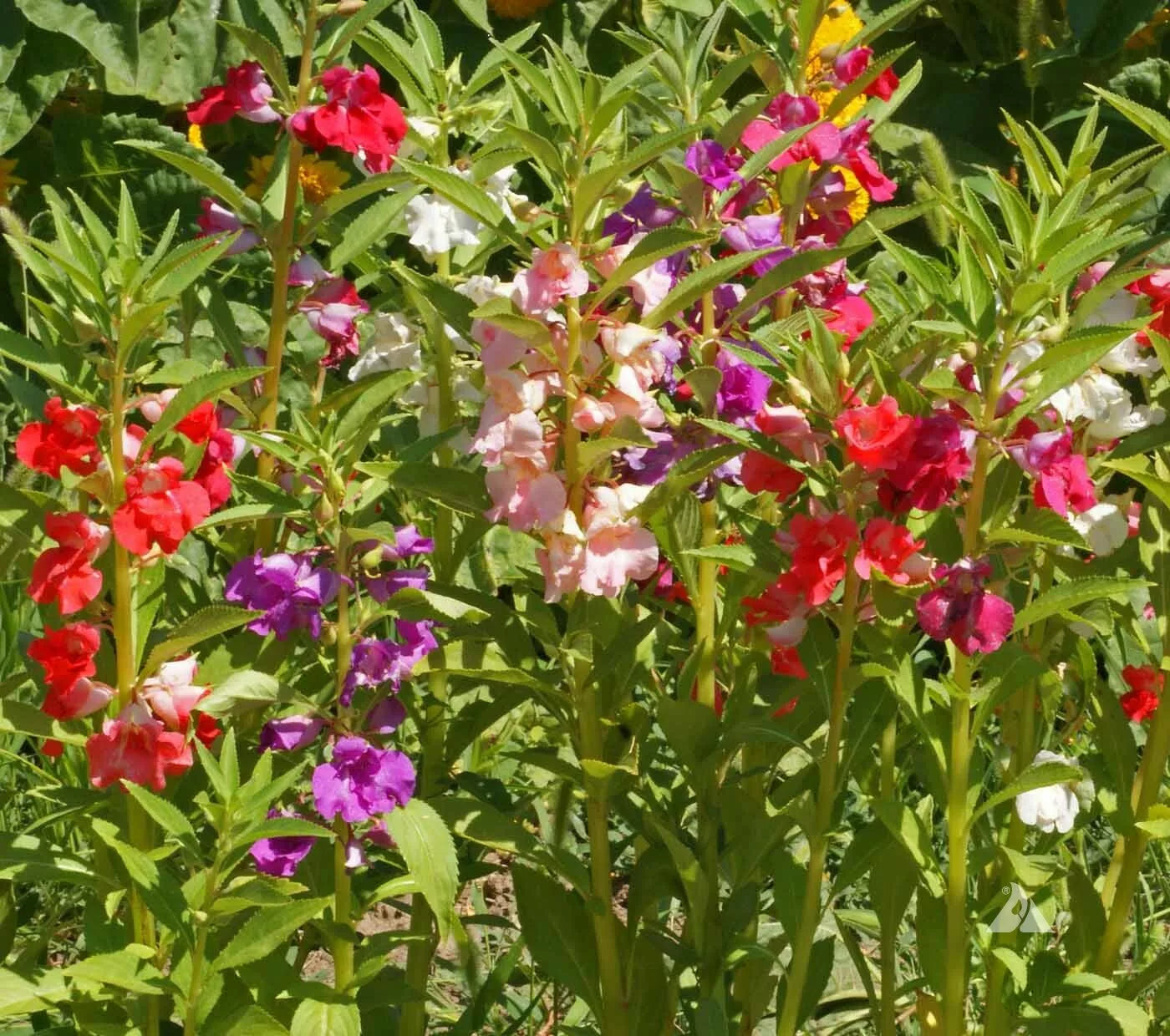 Balsam Seeds Mix - Dwarf Impatiens Tom Thumb - Non-GMO 200 Seeds for Shade & Part-Shade Gardens & Containers