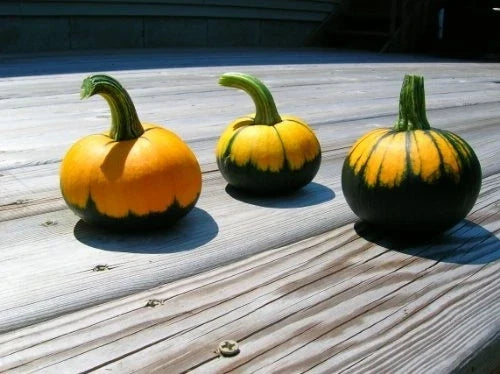 Pumpkin Seeds - Batwing Mix Heirloom Cucurbita pepo, Vining, Full Sun, Pack of 25 Seeds