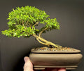 Bonsai Tree 8” Kingsville Boxwood in Chinese Pot, 15-Year-Old Buxus microphylla var. koreana, Indoor/Outdoor Plant
