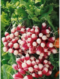 French Breakfast Radish Seeds 200 Count Heirloom Raphanus sativus for Garden & Container Planting