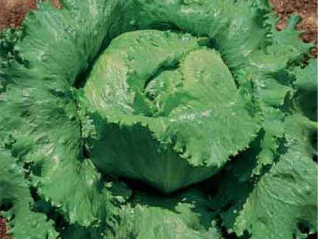 Crisphead Lettuce Seeds - Great Lakes 118 Variety - 200 Count Packet - Dense Heads for Home Gardening - Lactuca sativa