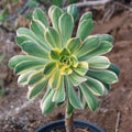 Aeonium Sunburst Cactus Plant | Live Succulent in 4-Inch Pot | Variegated Foliage | Indoor Outdoor Decor | Crassulaceae