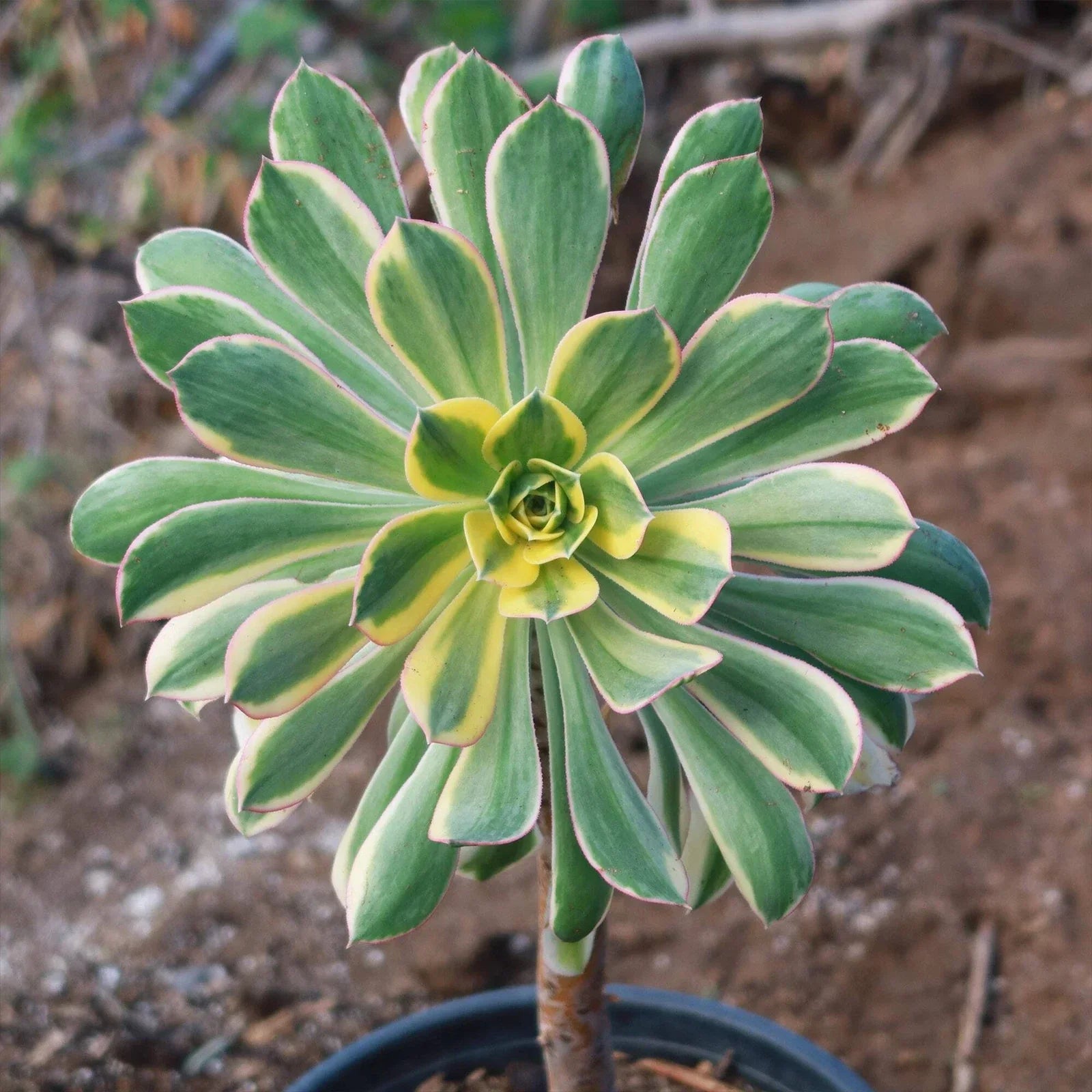 Aeonium Sunburst Cactus Plant | Live Succulent in 4-Inch Pot | Variegated Foliage | Indoor Outdoor Decor | Crassulaceae