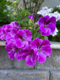 Purple Geranium Starter Cuttings, Pelargonium spp., 3 Pack, No Roots, Indoor & Outdoor Garden Plants