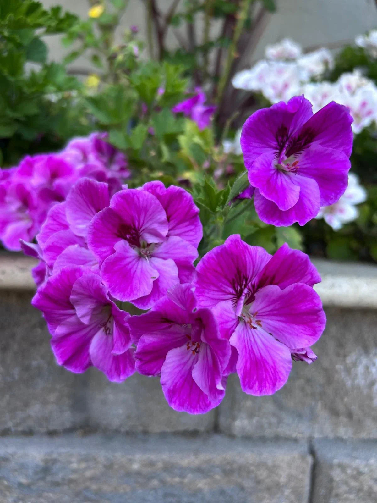 Purple Geranium Starter Cuttings, Pelargonium spp., 3 Pack, No Roots, Indoor & Outdoor Garden Plants