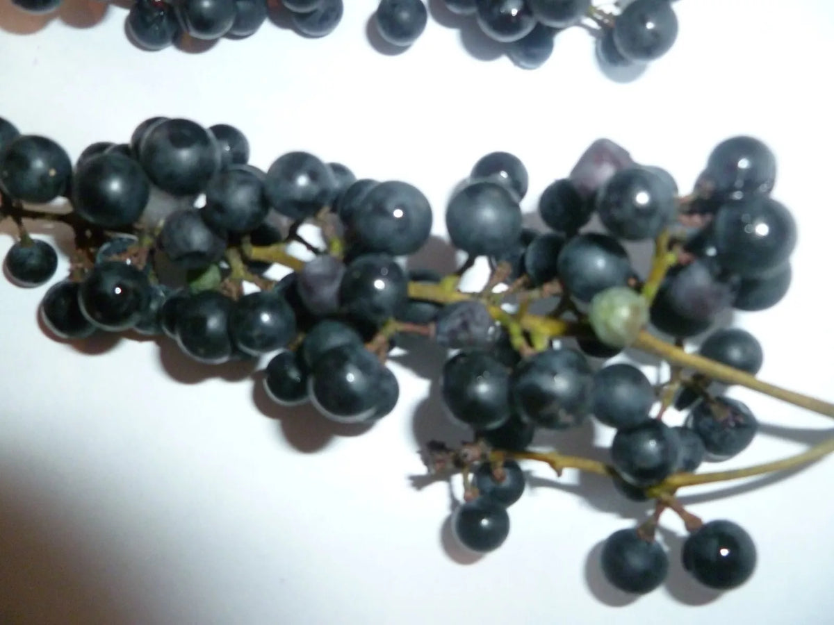 Wild Grape Seeds - Organic Vitis aestivalis Heirloom Seeds for Gardening, Vine, Climbing, 10 Pack