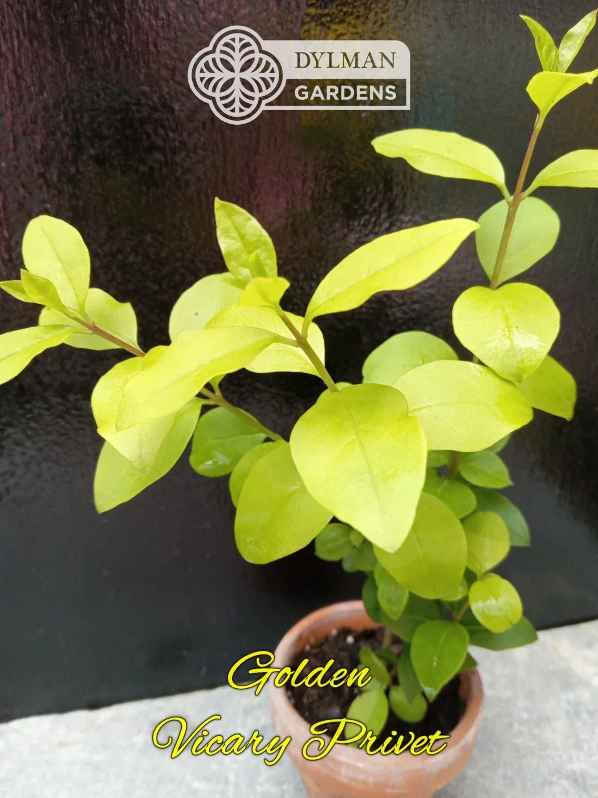 Golden Vicary Privet Live Plant 8-10 Inches | Ligustrum x vicaryi for Hedges & Landscape Design