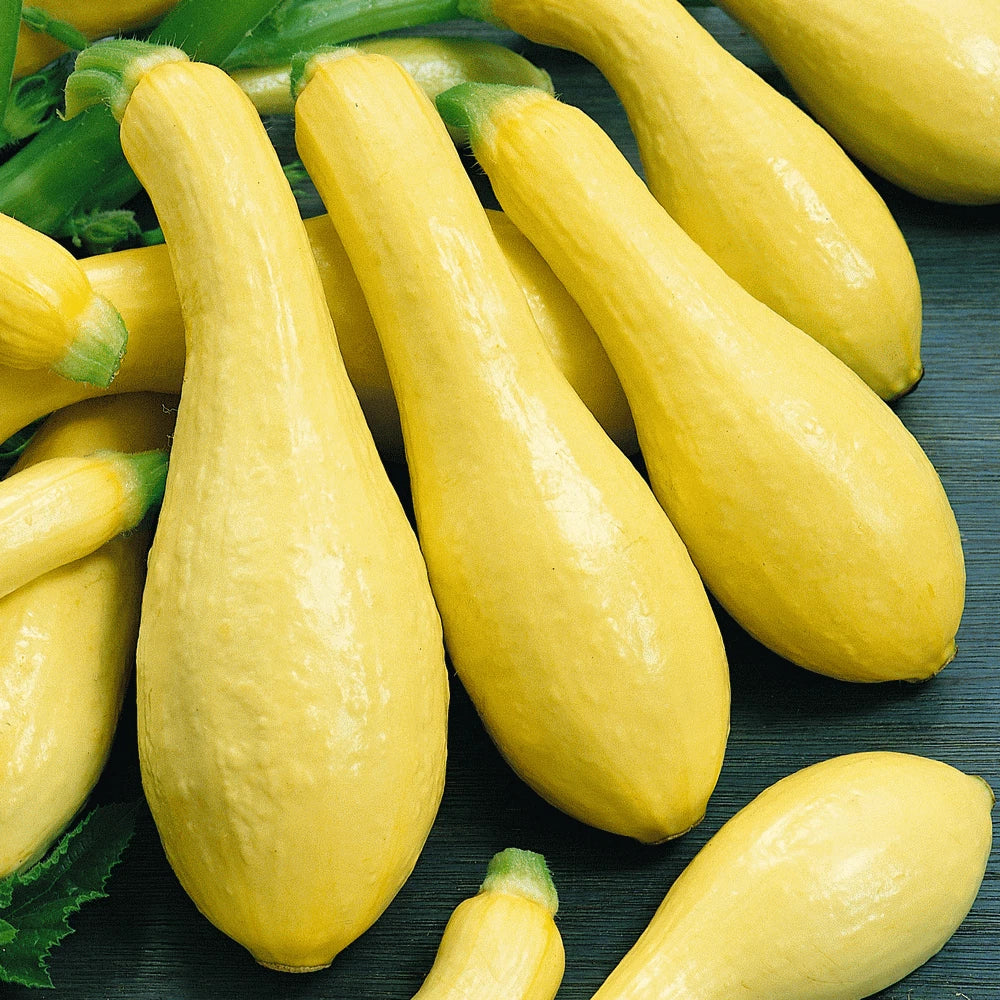 Straightneck Squash Seeds 30 Ct, Early Prolific Yellow Vegetable, Cucurbita pepo