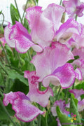 Lady Nicholson Sweet Pea Seeds – Climbing Flower Packets for Garden Planting, Lathyrus odoratus, Fragrant Blooms, USA Grown
