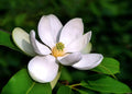 Sweetbay Magnolia Tree Seeds - 20 Pack, Magnolia virginiana, Deciduous, Fragrant White Flowers, Hardy Zones 5-9