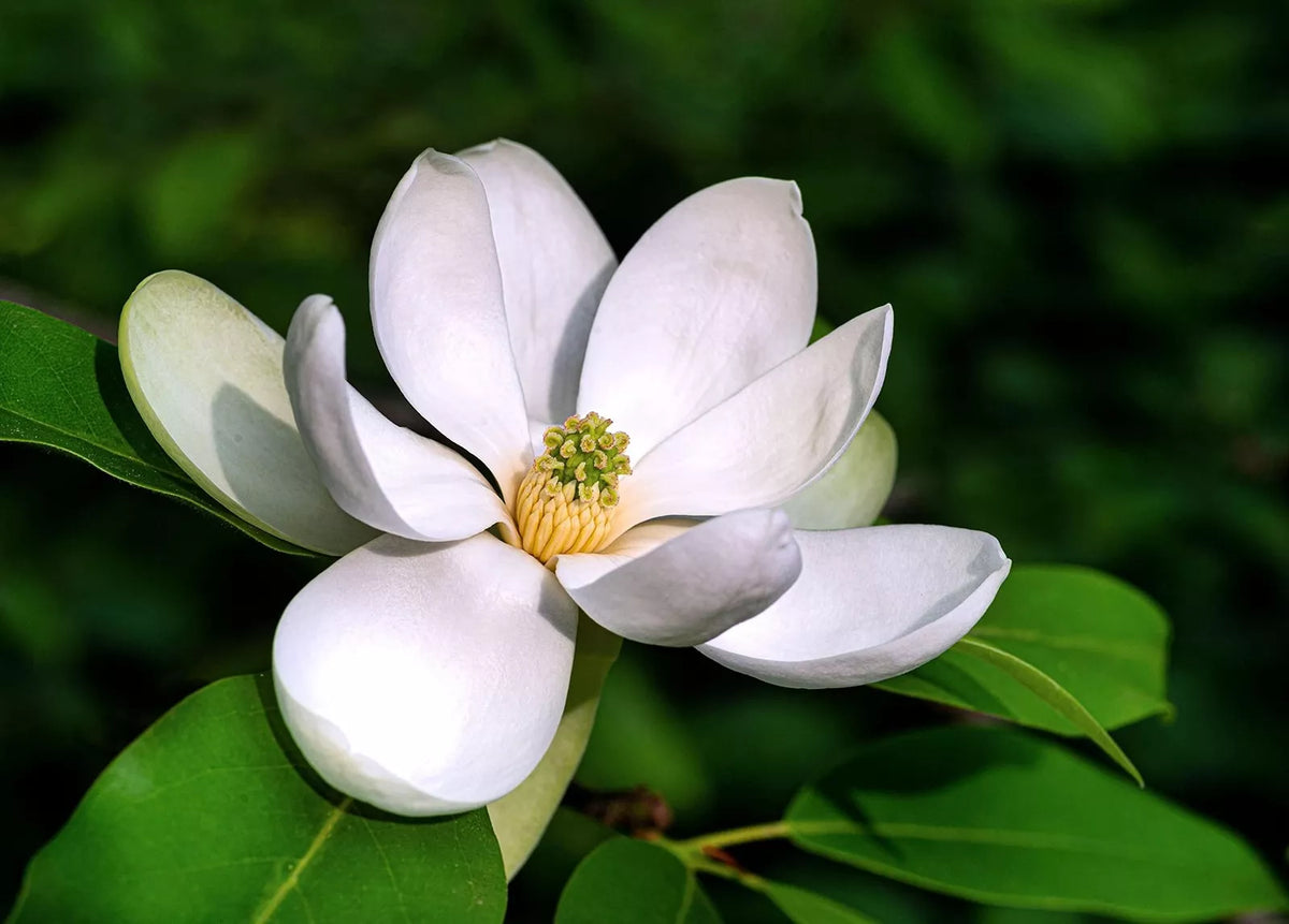 Sweetbay Magnolia Tree Seeds - 20 Pack, Magnolia virginiana, Deciduous, Fragrant White Flowers, Hardy Zones 5-9