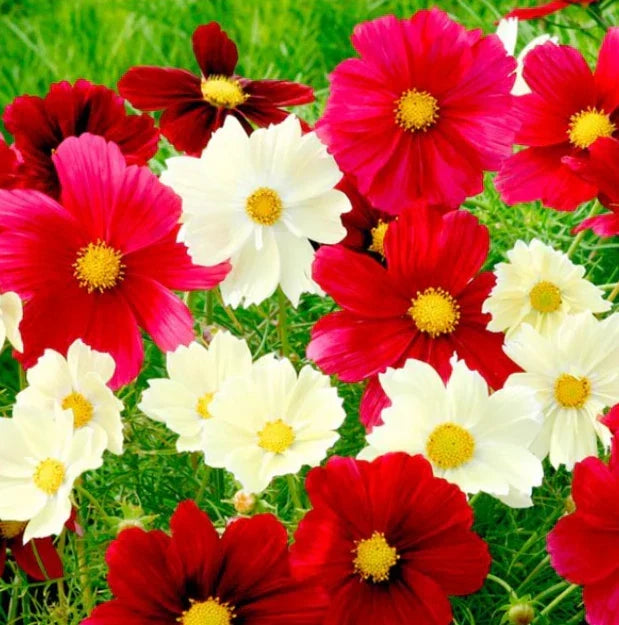 Cosmos Seeds - 100 Non-GMO Rubies Sunshine Red Flowers for Pollinators & Butterflies - Cosmos bipinnatus