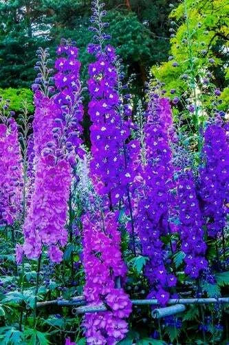 Larkspur Flower Seeds - 100+ Seeds - Vibrant Blue & Purple Blooms - Delphinium ajacis - Wildflower Seeds for Garden, Pollinator Attracting