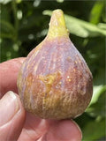 Dominick's Fig Cutting - 8 Inch Ficus carica Cutting for Garden Propagation