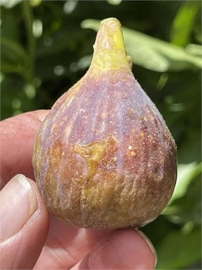 Dominick's Fig Cutting - 8 Inch Ficus carica Cutting for Garden Propagation