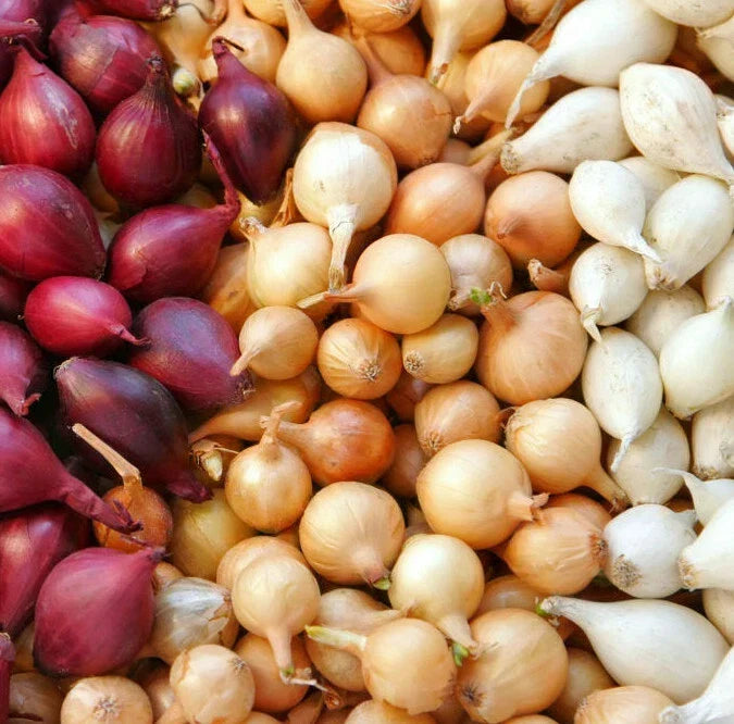 Mixed Onion Sets Bulbs - Yellow, Red, White Allium cepa Garden Planting Bulbs for Culinary Use