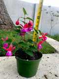 Blue Eyes Fuchsia Live Plant in 6-Inch Pot, Fuchsia hybrida, Vibrant Blue and Purple Flowers for Container & Shade Gardens