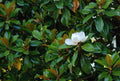 Rare Magnolia 'St. Mary' Cuttings – 3 Rooting or Grafting Propagation Material – Magnolia x soulangeana