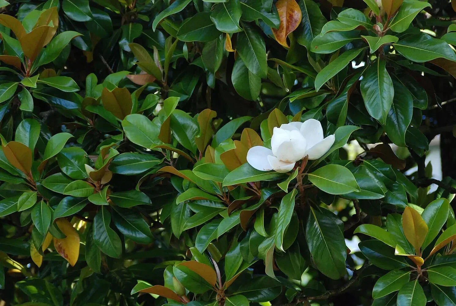 Rare Magnolia 'St. Mary' Cuttings – 3 Rooting or Grafting Propagation Material – Magnolia x soulangeana