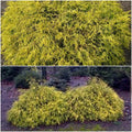 Golden Mop False Cypress Live Plant – Chamaecyparis pisifera ‘Golden Mop’ Evergreen Shrub, 6+ Inches