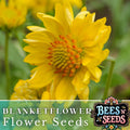 Golden Joy Blanket Flower Seeds - 200 Non-GMO Gaillardia aristata Perennial Flower Seeds for Borders & Gardens
