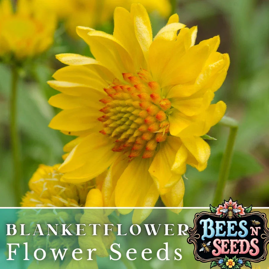 Golden Joy Blanket Flower Seeds - 200 Non-GMO Gaillardia aristata Perennial Flower Seeds for Borders & Gardens