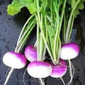 Organic Purple Top Turnip Seeds - Heirloom Brassica rapa, Non-GMO, Fast-Growing, Bountiful Harvest, Gardening Seeds for Fall & Winter