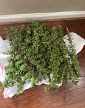 Large Portulacaria Afra Elephant Bush Cuttings - 100 Dwarf Jade Succulent Cuttings for Propagation