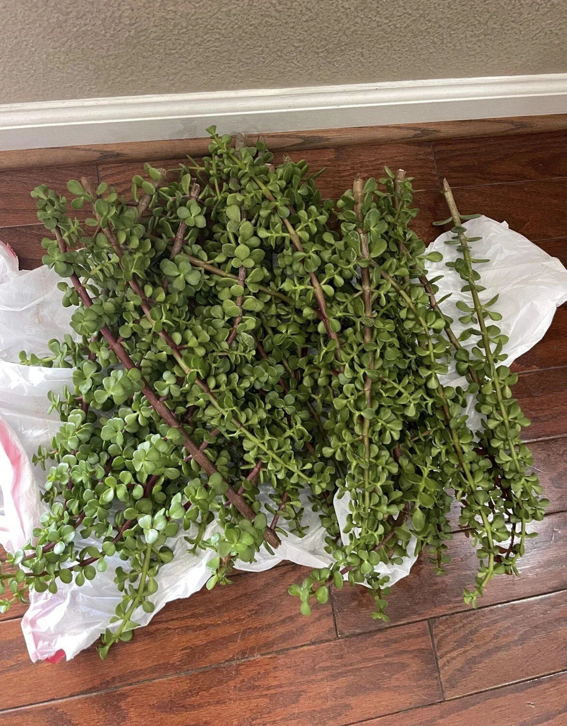 Large Portulacaria Afra Elephant Bush Cuttings - 100 Dwarf Jade Succulent Cuttings for Propagation