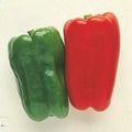 Sweet Pepper Seeds Big Bertha Hybrid Capsicum Annuum for Large Red & Green Bell Peppers, Easy to Grow, 50+ Seeds