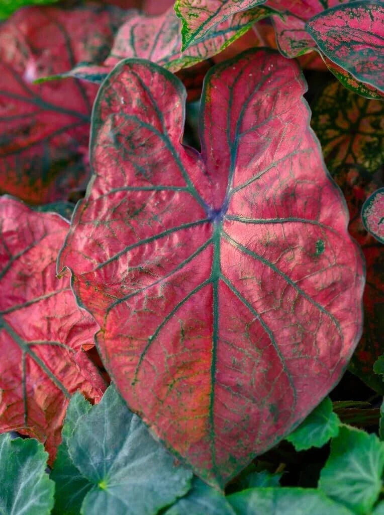 Caladium Bulbs for Planting - Festiva Variety, Colorful Foliage, 6 Bulbs, Caladium bicolor, Shade Garden
